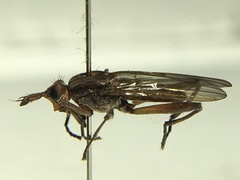 Sciomyzoidea