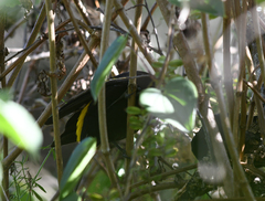 Cacicus chrysonotus