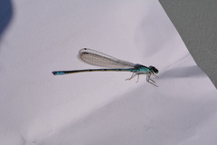 Enallagma exsulans