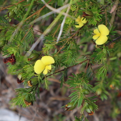Gompholobium nitidum