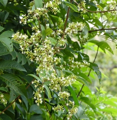 Ichnocarpus frutescens