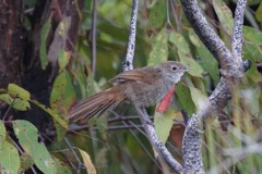 Dasyornis brachypterus