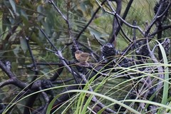 Stipiturus malachurus