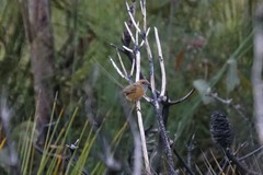 Stipiturus malachurus