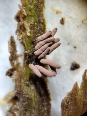 Stemonitopsis hyperopta