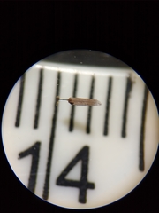 Stemonitopsis hyperopta