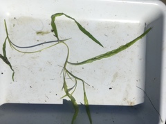 Potamogeton gramineus