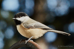 Poecile atricapillus