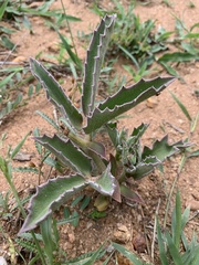 Cyphostemma dasypleurum