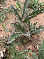 Cyphostemma dasypleurum