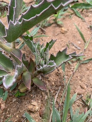 Cyphostemma dasypleurum