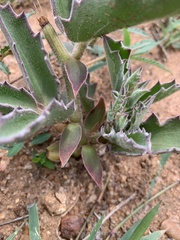 Cyphostemma dasypleurum