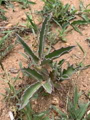 Cyphostemma dasypleurum