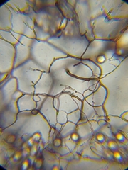 Stemonitopsis hyperopta