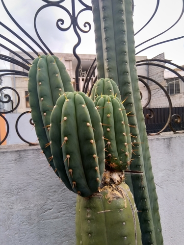 Trichocereus macrogonus