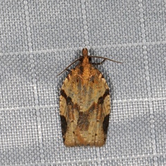 Clepsis spectrana