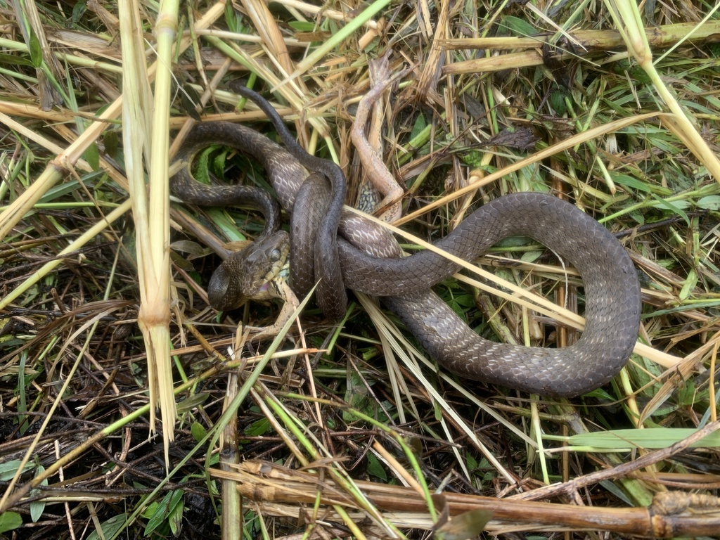 Brown Tree Snake from Guam, Inarajan, Guam, US on December 2, 2020 at ...