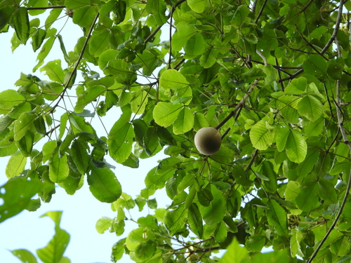 Foto de Piquiá
