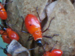 Dysdercus decussatus