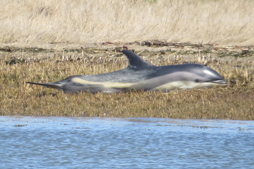 Atlantic White-sided Dolphin photographed in Connecticut