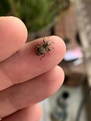 Pantomorus postfasciatus