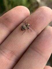 Pantomorus postfasciatus