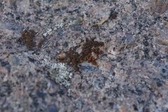 Acarospora americana