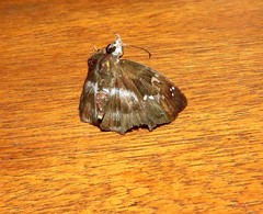 Quadrus cerialis