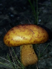 Pholiota lucifera