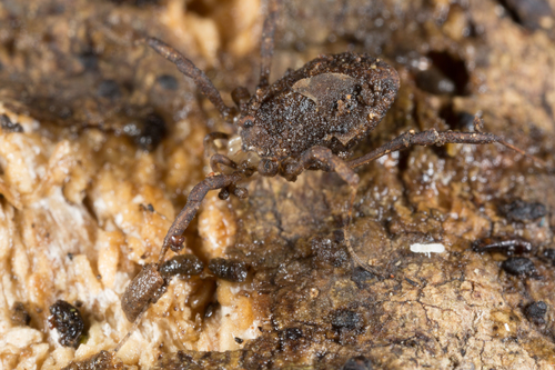 Monoscutum titirangiense