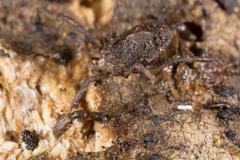 Monoscutum titirangiense