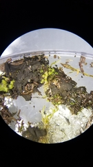 Collema subflaccidum