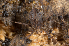 Monoscutum titirangiense