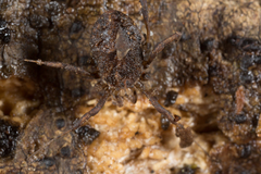 Monoscutum titirangiense