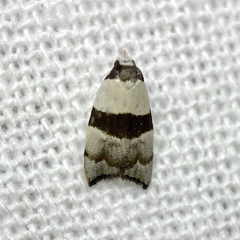 Zonopetala glauconephela