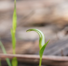 Pterostylis falcata