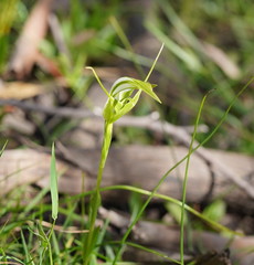 Pterostylis falcata