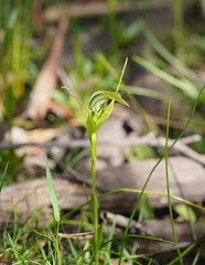 Pterostylis falcata