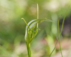 Pterostylis falcata