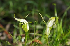 Pterostylis falcata