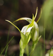 Pterostylis falcata