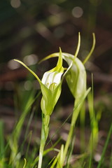 Pterostylis falcata