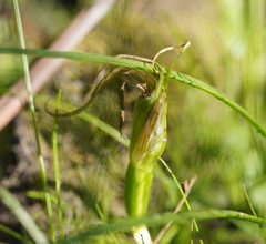 Pterostylis falcata