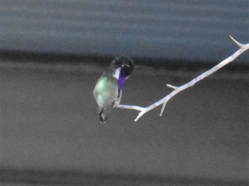 iNaturalist observation photo of Costa's Hummingbird