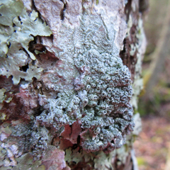 Pertusaria consocians