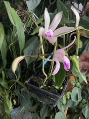 Cattleya intermedia