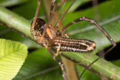 Forsteropsalis chiltoni
