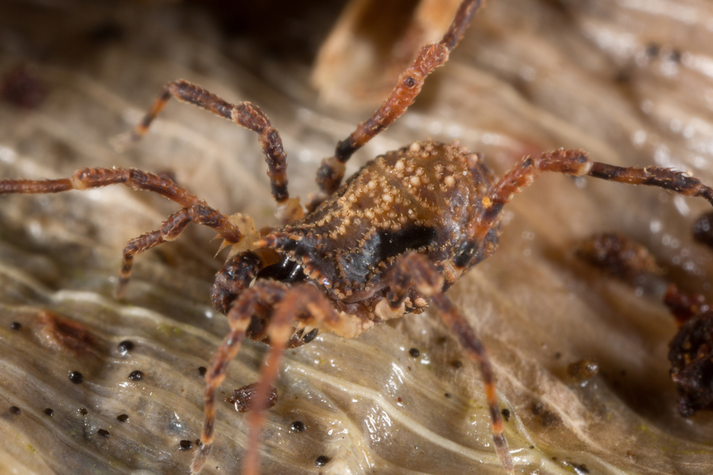 Pristobunus heterus