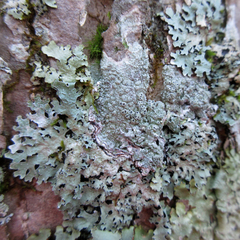 Pertusaria consocians
