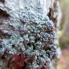 Pertusaria consocians